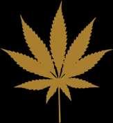 Increased Potency Today s marijuana is not the marijuana of the 1960s.