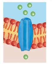 Transport Proteins Ions and polar molecules may move across the plasma membrane with the aid of transport proteins.