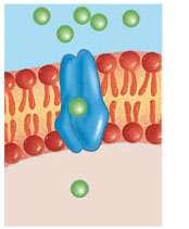 Carrier proteins may physically bind and