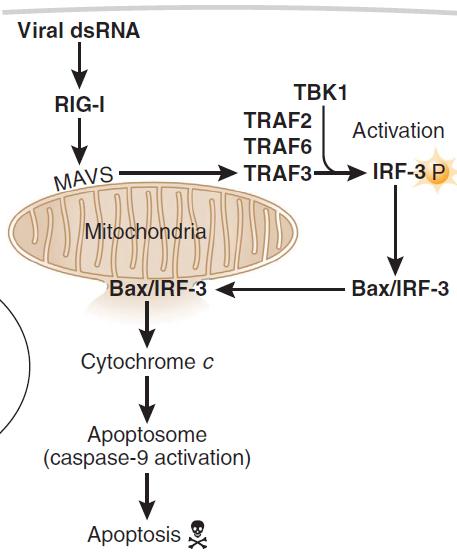 P P IRF3 IRF3 P TBK1 IKKε P dsrna-induced apoptosis in fibroblasts IRF3 can bind to and activate cytosolic Bax, resulting in Bax translocation