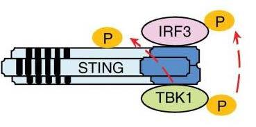 IRF3 associates with the ER adaptor STING IκB p50 p65 NFκB MyD88 Source of activation?