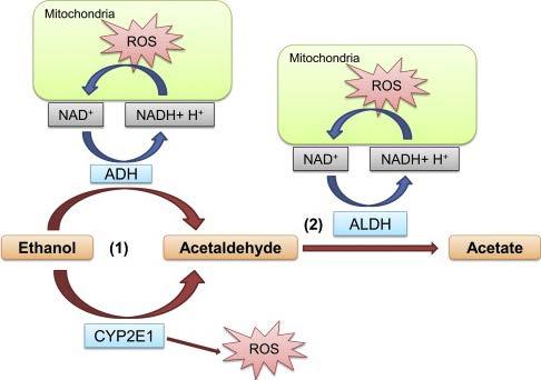 Alcohol dehydrogenase (ADH) Aldehyde