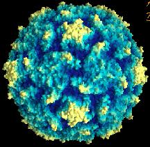 Diseases: Rotavirus