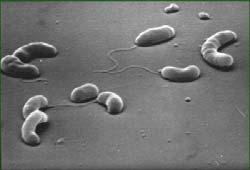 Bacteria Vibrio cholerae