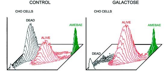 Pathogenesis: 1. Attachment of amebae to target cells mediated by galactose, then pore-forming protein disrupts target cell membrane: From: Ravdin, J.I.