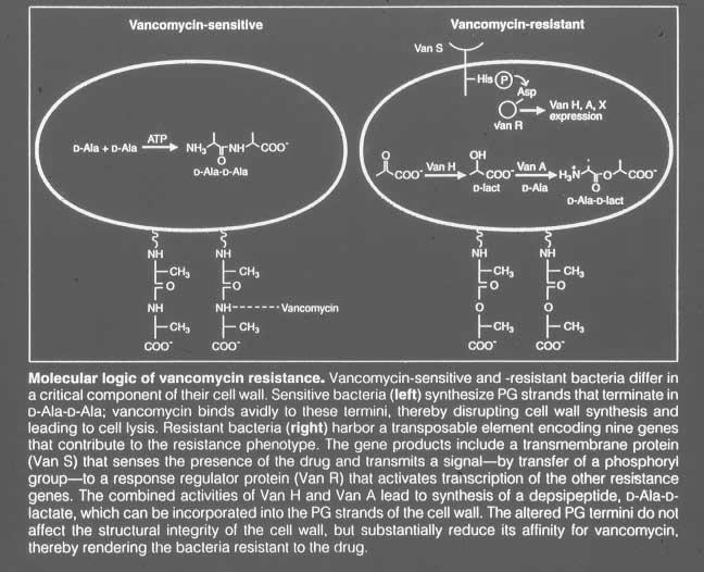 Vancomycin - properties Small glycoprotein (MWt @ 1,450) derived from Nocardia orientalis Activity - most G(+) bacteria including Streptococci, Corynebacteria, Clostridia, Listeria, and Bacillus