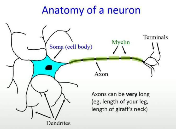 W1_L3 Anatomy and Physiology of neurons