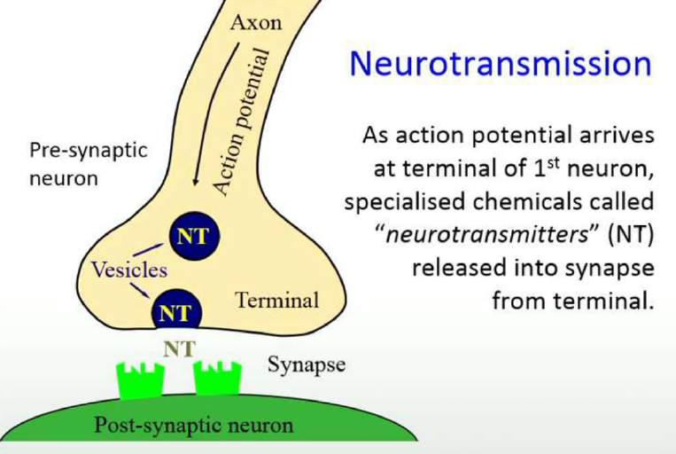 - Alcohol can also penetrate neuron membrane and impair generation of action potentials W2_L1 How we study the brain Mapping the functional organisation of the brain: - Studying the effects of brain