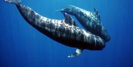 Short finned pilot whales lactate 15 yrs after