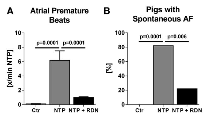 OSA-Related Atrial Arrhythmias Effect of RSDN Porcine model of