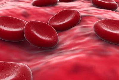 Four of the most important ones are red cells (Erythrocyte), white cells (Leukocyte), platelets (Thrombocytes), and plasma.