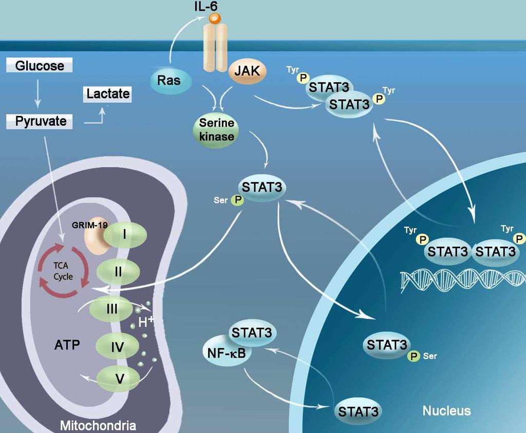 STAT Transcription Factors in Tumor Development and Targeted Therapy of Malignancies 461 Also, many more posttranslational STAT modifications such as isgylation [33], sumoylation [34] and