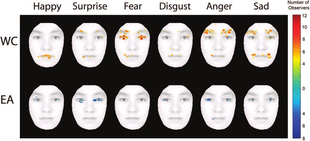 4 JACK, CALDARA, AND SCHYNS shown in Figure 1, Analysis, the internal representation of sad for WC observer CLM contains a down-turned mouth, whereas for EA observer FF, the internal representation