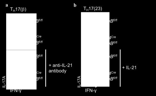 Fig. A. Naïve CD4 T cells were activated under Th17( ) conditions with anti-il-21 antibody (a) or Th17(23) conditions with IL-21 (b) for 3 days. IL-17A and IFN- expression was analyzed by FACS. 2.