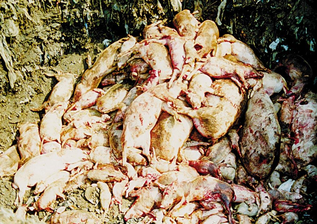 32 Control of ASF DAVID NYAKAHUMA MARYLOU PENRITH FIGURE 23 Dead pigs Pigs shot