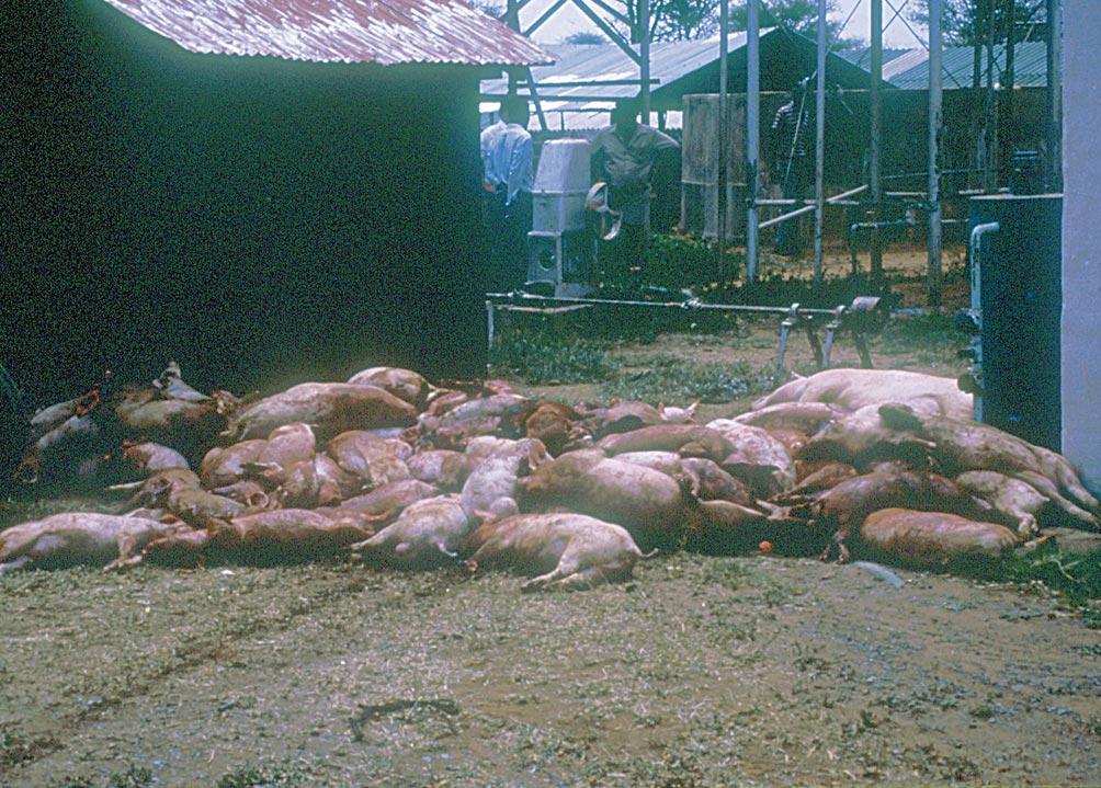 control area in South Africa Pig carcasses being disposed of during the stamping
