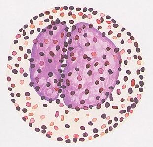 Rarest cells of blood Basophils less than 1% of leukocytes Diameter 12-15 µm Nucleolus divided into lobes