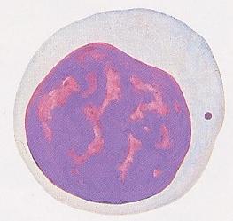 Lymphocytes 20-30% of leukocytes diameter 6-18 µm almost no cytoplasm nucleolus is round, condense