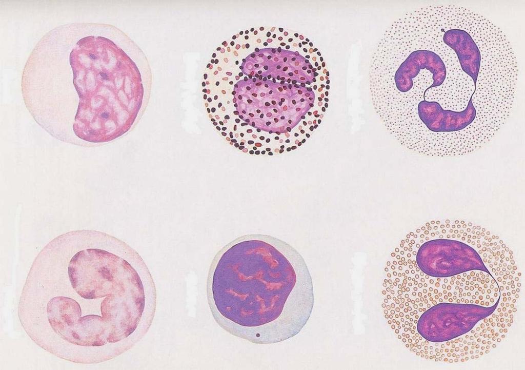 monocyte basophil neutrophil