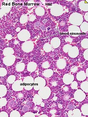 Red Bone Marrow Hemopoietic cells surround the vascular