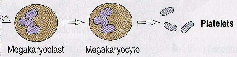 Origin of Platelets Fragmentation of the cytoplasm of megakaryocytes
