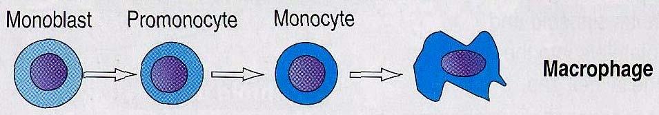 Maturation of Monocytes Monoblast morphologically identical to the myeloblast Promonocyte large cell with