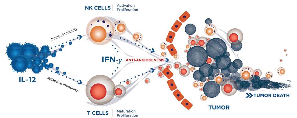 TNF 3 Anti- Angiogenesis NK cells + T-cells - Tregs T cells + 4 FoxP3 IDO-1 PDL-1 PD-1 2 T cells (CD8 +,