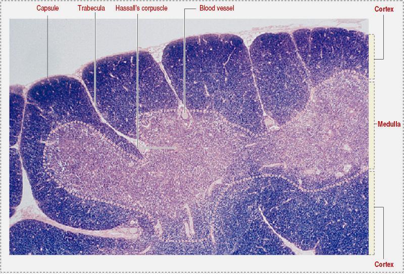 Normal thymus From Kierszenbaum AL: Histology and