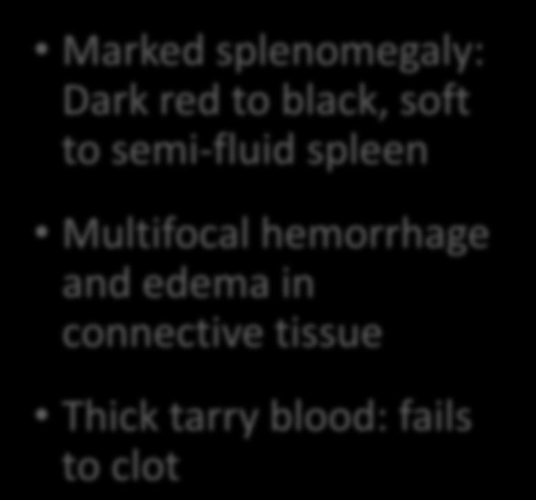 Multifocal hemorrhage
