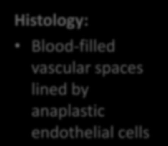 the canine spleen Histology: Blood-filled