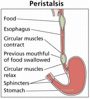 Esophagus ~ 10 long Secretes mucus. The bolus passes down the esophagus by peristalsis.