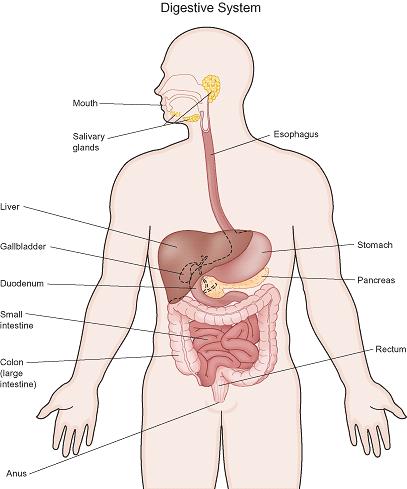 The digestive system is used for breaking down food into nutrients which then pass into