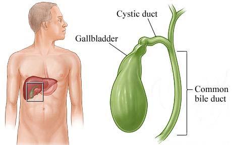 Gall Bladder (Accessory Organ) Stores bile from