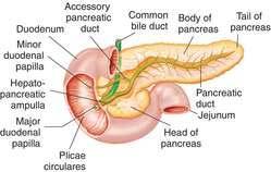 Pancreas (Accessory Organ) Endocrine and Exocrine Gland Secretes insulin and glucagon into the blood Secretes pancreatic