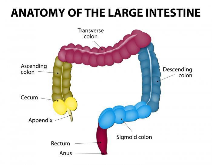 The large intestine (or colon) is used to absorb water from the waste material leftover and to