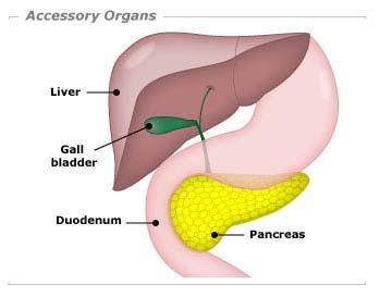 Accessory Organs Not part of the path of food, but play a