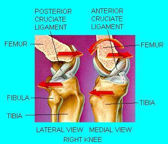 CRUCIATE LIGAMENTS Figure 4: Right Knee There are two cruciate ligaments located in the center of the knee joint.