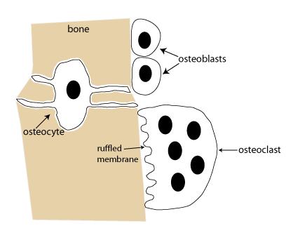 Bone Cells Bone may seem to be stable and unchanging, but in fact, bone is constantly being remodeled.