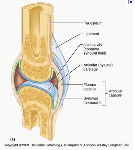 Joints and Joint Movement Fibrous bone united by intervening 