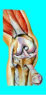 The Knee Figure 1: Right Knee Although the knee joint may look like a simple joint, it is one of