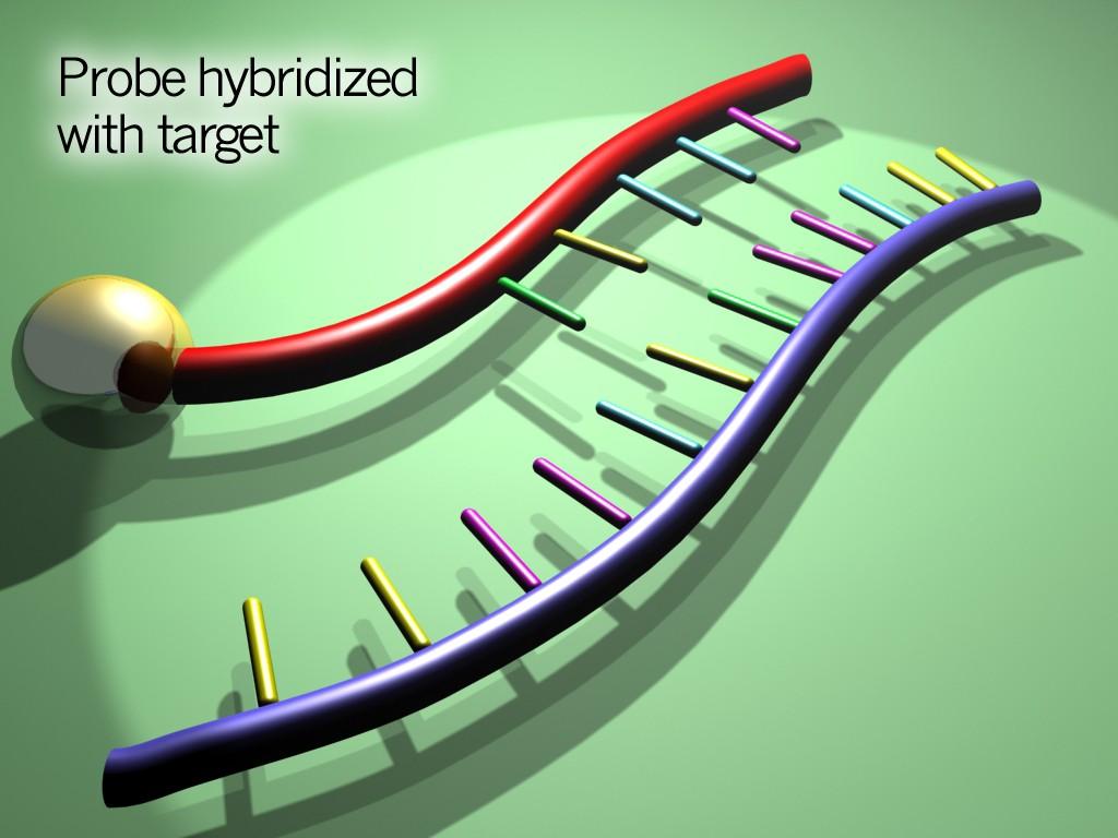 formamide solution Hybridize labeled probe to denatured DNA