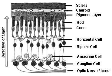 Lateral Cells Horizontal Cells Lateral connection between rods & cones, between bipolar cells Responsible for lateral inhibition giving a stop to lateral