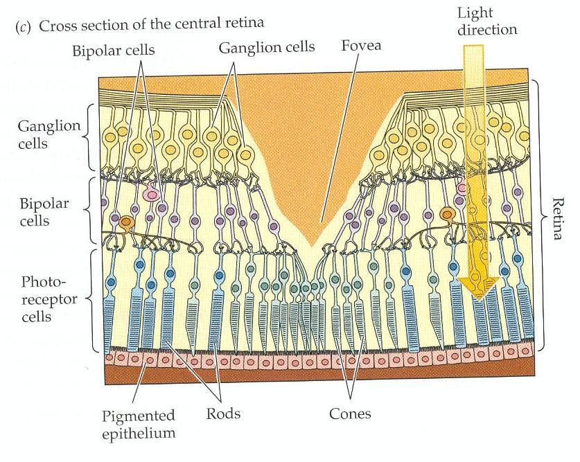 Fovea Centralis Fovea is the most sensitive spot in retina because; 1.