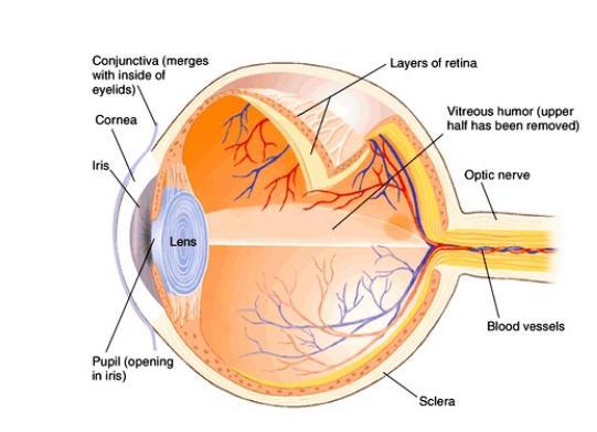 Optic Disc (Blind Spot) It lies 3 mm medial to post. pole of eye ball.