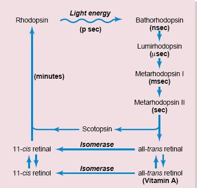 Decomposition of photosensitive pigment Rhodopsin (Visual purple) consists of protein (scotopsin) and pigment (11 cis retinal).