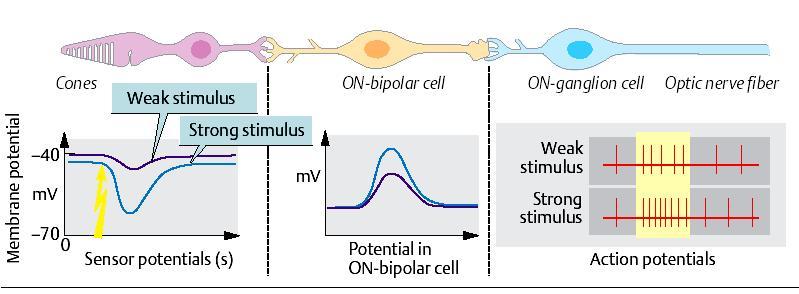 Retinal Cells Analysis of the visual image occurs early in the retina a. Role of Bipolar cells and lateral cells discussed early b.