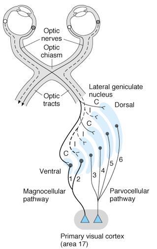 Lateral Geniculate Body (LGB) It is a thalamic relay nucleus that present at the dorsal end of thalamus C shaped 6 defined layers Layers 1, 2 receive from large M ganglion cells
