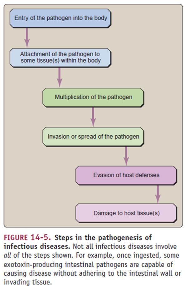 the tract). When pathogens enter the tract, they are not removed, and so cause another infection (bacterial pneumonia which is the secondary infection).