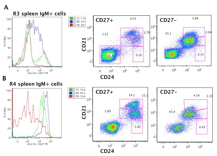 Figure 16. Comparisons of two autoimmune spleens show that IgM+CD27+ cells fall in both MZ and T2 gates.