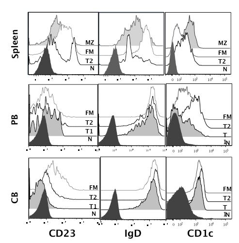 Figure 19. Expression of human specific markers by CD21/CD24 subsets.